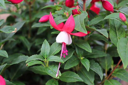 Closeup of a pink and white flower on a fuchsia plant