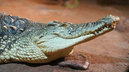 Head of lying crocodile resting without moving