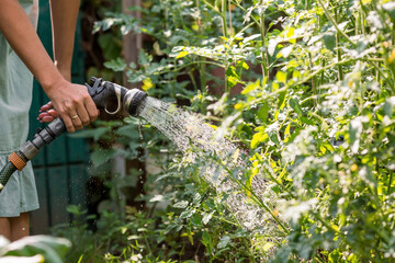 Obraz premium Hands of a girl with a watering hose close-up. The farmer's wife waters the tomatoes. The concept of caring for agricultural plants and harvesting.