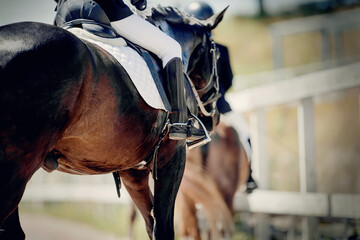 Equestrian sport. Dressage of horses in the arena.