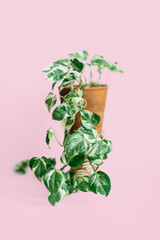 Pothos N Joy vining potted houseplant isolated on pink background