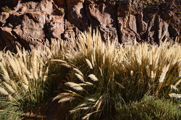 Beautiful foxtails through the Puritama Reserve, San Pedro de Atacama, Chile
