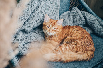Obraz na płótnie Canvas Cute ginger cat