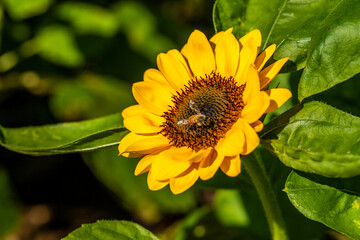 千葉県　佐倉ふるさと広場　ひまわり