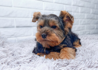 A puppy of a dog YORKSHIRE TERRIER lies on a rug against a background of white brick