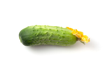 Cucumber with yellow flower on a white background