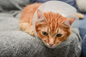 orange cat with veterinairy cone