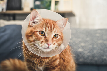 orange cat with veterinairy cone