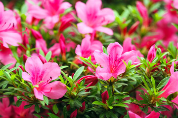 Rhododendron or Japanese pink Azalea flowers. Blooming pink azalea flowers