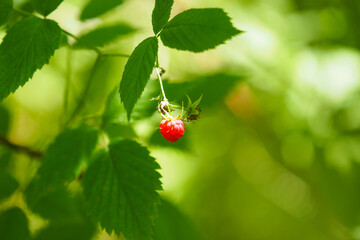 Ripe raspberry on a branch in the forest, sunlight. Rubus idaeus