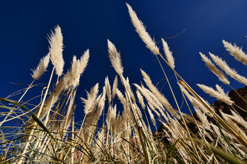 Obraz premium Beautiful foxtails through the Puritama Reserve, San Pedro de Atacama, Chile