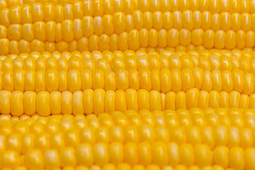 Macro photo of yellow corn. Food background. Selective focus. Corn seeds close up.