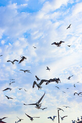 flock of seagulls in the sky