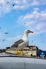 seagull on the pier