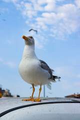 seagull on the pier