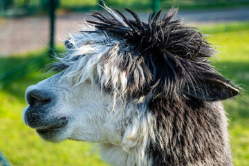 portrait of alpaca