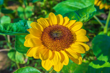 千葉県　佐倉ふるさと広場　ひまわり