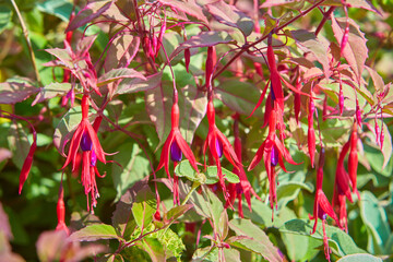 Large number of blooming Pink and white Fuchsia flowers