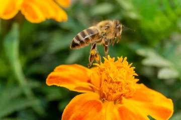 Fotobehang Close up of a bee flying over orange flower on field © Nikola