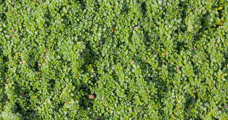 Obraz premium green simple grass background texture