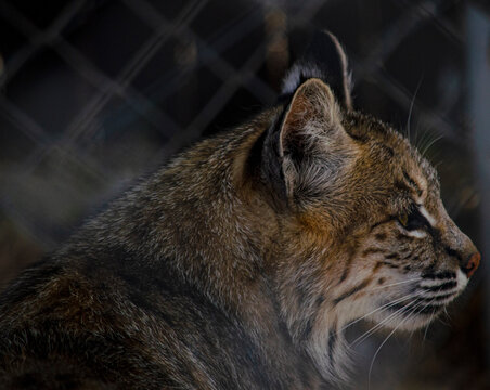 Wild Bobcat