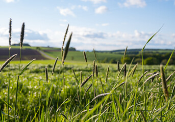 Gr&auml;ser am Wegesrand