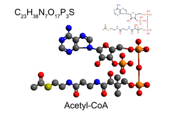 Chemical formula, structural formula, and 2D ball-and-stick model of acetyl-CoA, white background