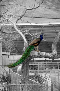 Peacock