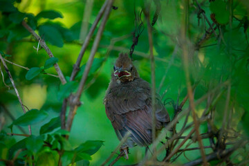 Fledgling Baby Cardinal