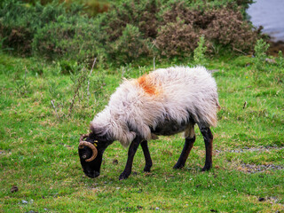 One sheep on a grass by the ocean