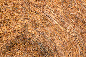 Closeup of the texture of a straw wheel with sunset color