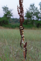Close-up of land snail crawling up the branch of a dead plant with unfocused nature background