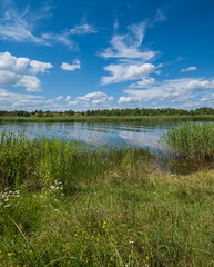 Small picturesque rushy lake. Sunny, summer day.
