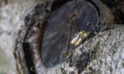 wedding rings on a tree