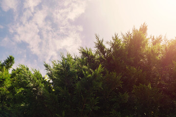 Obraz premium Green leaves on a tree against blue cloudy sky