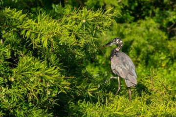Great Blue Heron Walking Through Dense Brush