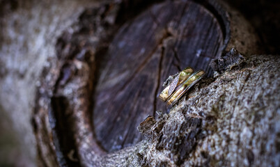 wedding rings on a tree