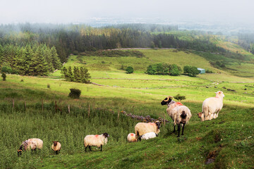 Sheep in a green field.