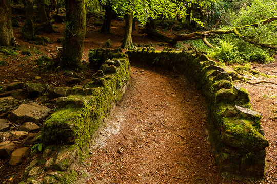 Scene in a beautiful forest park