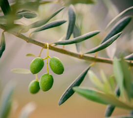 Obraz na płótnie Canvas green olives on branch