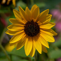 Vibrant Sunflower