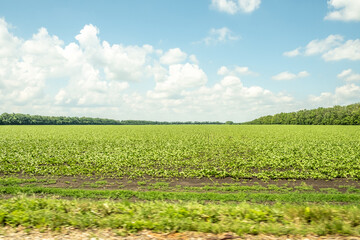 Fototapeta na wymiar Panorama from the car window along the road. A view of the roadside fields with agricultural crops. Green plants, plowed land. Protective forest belt. Russia. Day. Sunny.