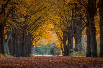 Foto op Plexiglas Mooie herfstachtergrond met pad door het bos, oranje herfstbladeren op de grond met twee rijen grote bomen langs de loopbruggen, Amsterdamse bos, Amsterdam, Nederland. © Sarawut