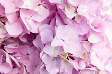Ball of yellow-pink hydrangea with sunlight. Summer blooming background