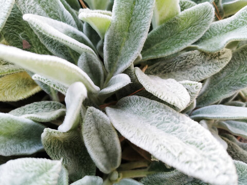 Closeup of lamb's-ear (Stachys byzantina) plant leaves under the sunlight