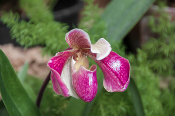 Close up of an orchid in a garden