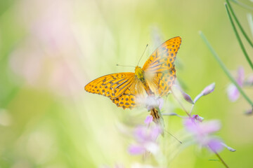 a fluttering butterfly in purple flowers