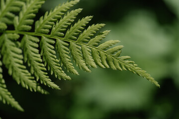 Athyrium filix-femina on a natural green background.