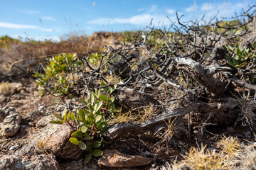 Obraz premium Dry scenic bush branches and grass close-up in rural Greece rocky landscape. Hot summer flora botany details