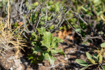 Quercus coccifera, the kermes oak leaves close-up. Small oak bush with green sharp leaves in summer sunny Greece, Mediterranean